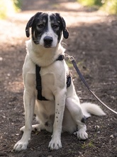 CLAUDE MONET, Hund, Mischlingshund in Tanne - Bild 55