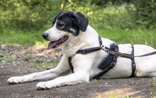 CLAUDE MONET, Hund, Mischlingshund in Tanne - Bild 56