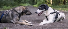 CLAUDE MONET, Hund, Mischlingshund in Tanne - Bild 57