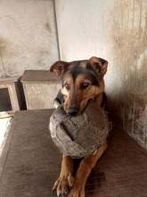 TAPPANCS, Hund, Mischlingshund in Ungarn - Bild 1