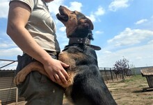 TAPPANCS, Hund, Mischlingshund in Ungarn - Bild 3