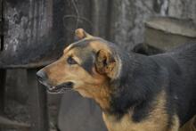 TAPPANCS, Hund, Mischlingshund in Ungarn - Bild 4