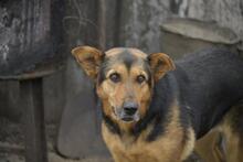 TAPPANCS, Hund, Mischlingshund in Ungarn - Bild 5