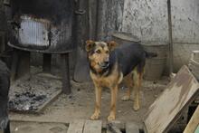 TAPPANCS, Hund, Mischlingshund in Ungarn - Bild 6