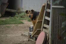 TAPPANCS, Hund, Mischlingshund in Ungarn - Bild 7