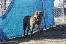 JACK, Hund, Herdenschutzhund-Mix in Griechenland - Bild 5