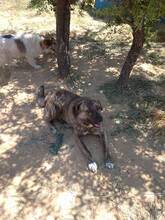 JACK, Hund, Herdenschutzhund-Mix in Griechenland - Bild 6