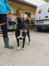 AURA, Hund, Mischlingshund in Slowakische Republik - Bild 10