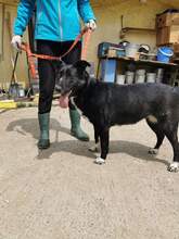 AURA, Hund, Mischlingshund in Slowakische Republik - Bild 7
