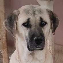 ROZA, Hund, Mischlingshund in Griechenland - Bild 1