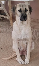 ROZA, Hund, Mischlingshund in Griechenland - Bild 2