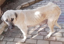 ROZA, Hund, Mischlingshund in Griechenland - Bild 4