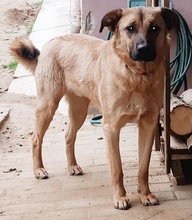LEPTON, Hund, Mischlingshund in Griechenland - Bild 2