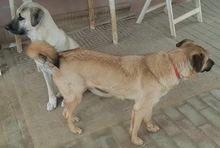 LEPTON, Hund, Mischlingshund in Griechenland - Bild 3