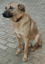 LEPTON, Hund, Mischlingshund in Griechenland - Bild 4