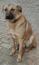LEPTON, Hund, Mischlingshund in Griechenland - Bild 5