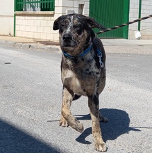 BAILEY, Hund, Mischlingshund in Spanien - Bild 10