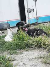 BAILEY, Hund, Mischlingshund in Spanien - Bild 12