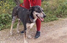 BAILEY, Hund, Mischlingshund in Spanien - Bild 4