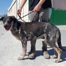 BAILEY, Hund, Mischlingshund in Spanien - Bild 7
