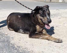 BAILEY, Hund, Mischlingshund in Spanien - Bild 8