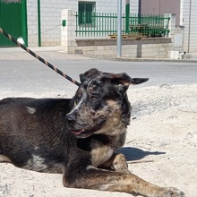 BAILEY, Hund, Mischlingshund in Spanien - Bild 9