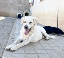 NIEBLA, Hund, Mischlingshund in Spanien - Bild 6