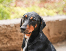 BALU, Hund, Mischlingshund in Bulgarien - Bild 1