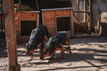 BALU, Hund, Mischlingshund in Bulgarien - Bild 10