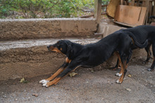 BALU, Hund, Mischlingshund in Bulgarien - Bild 11