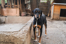 BALU, Hund, Mischlingshund in Bulgarien - Bild 13