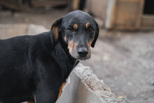BALU, Hund, Mischlingshund in Bulgarien - Bild 14