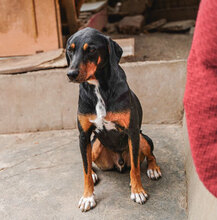 BALU, Hund, Mischlingshund in Bulgarien - Bild 2