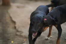 BALU, Hund, Mischlingshund in Bulgarien - Bild 7
