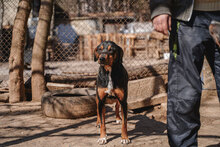 BALU, Hund, Mischlingshund in Bulgarien - Bild 9