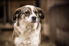 OIA, Hund, Mischlingshund in Bulgarien - Bild 1