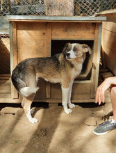 OIA, Hund, Mischlingshund in Bulgarien - Bild 10