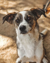 OIA, Hund, Mischlingshund in Bulgarien - Bild 2