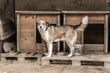 OIA, Hund, Mischlingshund in Bulgarien - Bild 5