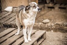 OIA, Hund, Mischlingshund in Bulgarien - Bild 6