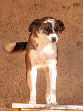OIA, Hund, Mischlingshund in Bulgarien - Bild 7