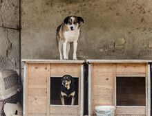 OIA, Hund, Mischlingshund in Bulgarien - Bild 8