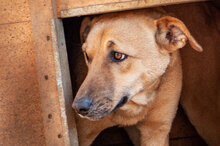 SARAH, Hund, Mischlingshund in Bulgarien - Bild 1