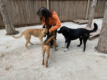 SARAH, Hund, Mischlingshund in Bulgarien - Bild 11