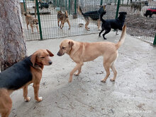 SARAH, Hund, Mischlingshund in Bulgarien - Bild 13