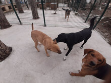 SARAH, Hund, Mischlingshund in Bulgarien - Bild 14