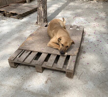 SARAH, Hund, Mischlingshund in Bulgarien - Bild 3