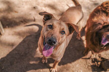 SARAH, Hund, Mischlingshund in Bulgarien - Bild 5