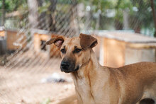 SARAH, Hund, Mischlingshund in Bulgarien - Bild 8