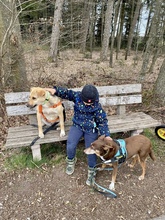 LEXY, Hund, Mischlingshund in Schopfloch - Bild 4